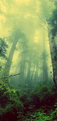 This dynamic live wallpaper for your phone features a mystical and charming forest landscape