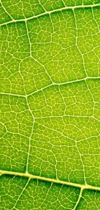 This live phone wallpaper features a stunning macro photograph of a vibrant green leaf with intricate patterns and veins visible in exquisite detail