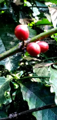 This coffee-inspired live phone wallpaper features a close-up view of coffee beans growing on a tree, with a cherry still attached to the branch