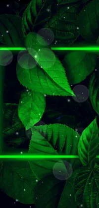 Plant Tree Leaf Live Wallpaper
