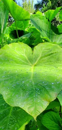 This beautiful live phone wallpaper features a large green leaf, identified as a hurufiyya leaf, covered in water droplets, resting delicately on a vibrant lotus flower