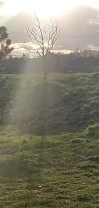 This phone live wallpaper depicts a majestic brown horse standing on a lush green field surrounded by trees and bushes, all under the glow of lightbeams shining through the clouds