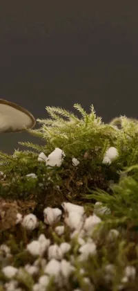 Plant Tree Mushroom Live Wallpaper