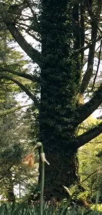 Plant Tree Natural Landscape Live Wallpaper