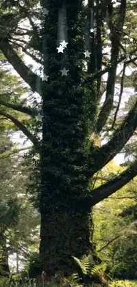 Plant Tree Natural Landscape Live Wallpaper