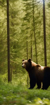Bear's Forest Live Wallpaper