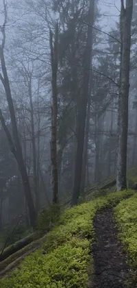 This phone live wallpaper is a stunning depiction of a mysterious path in the woods on a foggy day