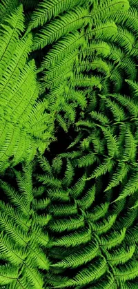 Enhance your phone screen with this breathtaking live wallpaper showcasing a green fern plant