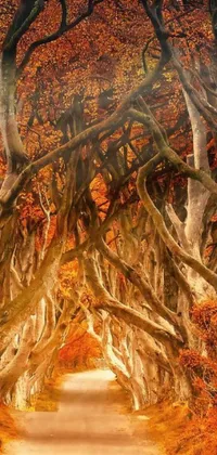 This stunning live wallpaper features a photorealistic painting of the famous Dark Hedges in Northern Ireland