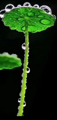 This live wallpaper features a lush green vine with glistening water droplets that seem to magically float across the screen