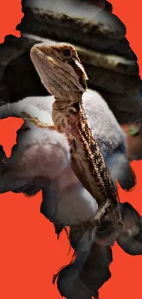 This stunning live wallpaper depicts a lizard perched on a piece of wood in front of a red background
