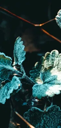 This phone live wallpaper features a close-up of frosty plants, with lush garden leaves and flowers in a cool color scheme