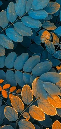 Create a beautiful and vibrant live wallpaper for your phone with this stunning close-up shot of a cluster of orange and blue-hued leaves