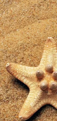Enjoy a tranquil beach scene on your phone with this stunning live wallpaper featuring a close-up view of a starfish