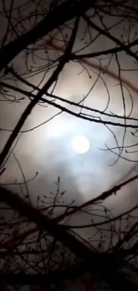 This captivating phone live wallpaper features a luminous full moon shining through the branches of a tree