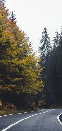 This phone live wallpaper features a winding road surrounded by a dense coniferous forest, creating a serene and mystical atmosphere