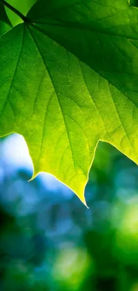 This phone live wallpaper showcases a breathtaking close-up of a sycamore leaf with an intense green hue that emits a glowing effect