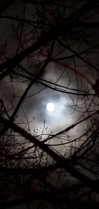 This phone live wallpaper displays a captivating image of a full moon shining through the branches of a tree
