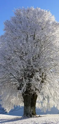 This stunning phone live wallpaper features a large white tree in full bloom, standing proudly on top of a snow-covered field