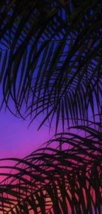 This phone live wallpaper showcases a breathtaking sunset backdrop with palm trees in the foreground
