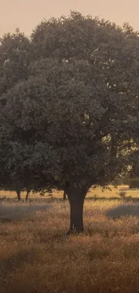 Discover a stunning live wallpaper of a herd of giraffe in a grassy field surrounded by oak and olive trees