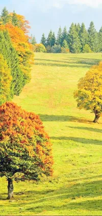 This mobile live wallpaper depicts a beautiful autumn landscape with two trees amidst a green grassy valley