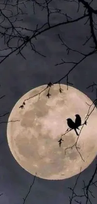 This live phone wallpaper features a charming bird perched on a branch against a serene full moon