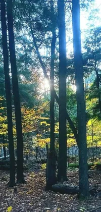 This phone live wallpaper showcases the beauty of an autumn forest
