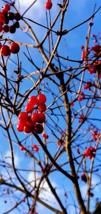 This beautiful live wallpaper for your phone features a stunning tree with red berries set against a vibrant blue sky
