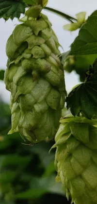 This mobile wallpaper showcases a tantalizing close-up of a hop plant in full bloom