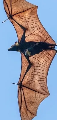 This live phone wallpaper features a brown bat in flight against a blue sky, joined by a flying dragon in the background