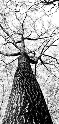 This black and white live wallpaper features a striking photo of a tree, taken from a low angle perspective