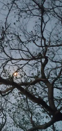 This live wallpaper is a mystical scene featuring a street light hanging off a tree