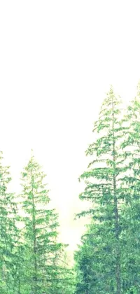 Plant Tree Sky Live Wallpaper
