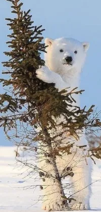 This phone live wallpaper showcases a polar bear amidst snowy surroundings, climbing a tree with tremendous strength and agility