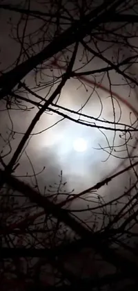 This phone live wallpaper captures the enchanting beauty of a full moon glowing through a tree's branches