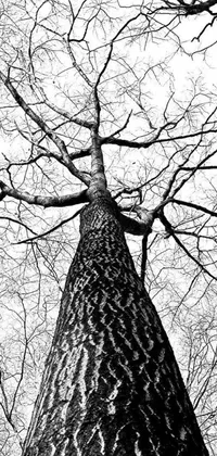 Discover an incredible phone live wallpaper that showcases a breathtaking black and white photograph of a tree