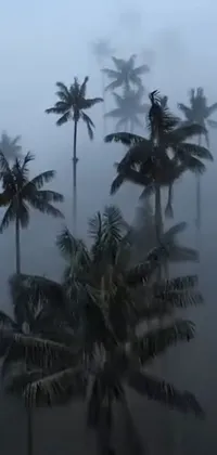 This phone live wallpaper features majestic palm trees swaying gently in the wind on a foggy day