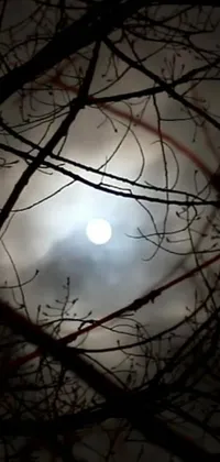 This stunning phone live wallpaper features a beautiful full moon shining through the branches of a tree