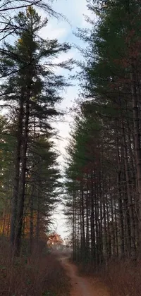 This live wallpaper is a beautiful depiction of the William Penn State Forest