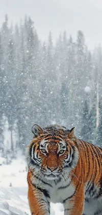 Experience the beauty and power of nature with the stunning 'Tiger in Snow' phone live wallpaper