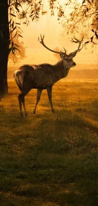 This phone live wallpaper showcases a serene forest scene with a deer standing in golden morning light