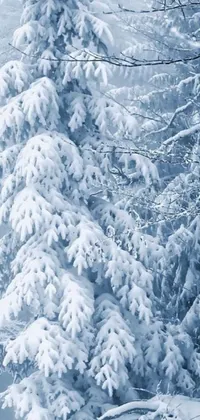 Looking for a serene and peaceful live wallpaper for your iPhone? Look no further than this snow-covered tree in the midst of a dense forest