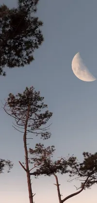 This phone live wallpaper showcases a serene night scene with two lush trees, green grass, a half-moon and an arrendajo bird in Avila's pinewood