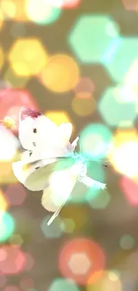 This phone live wallpaper showcases a mesmerizing macro photograph of a cute white cat perched atop a stunning flower, surrounded by blurred bokeh effects