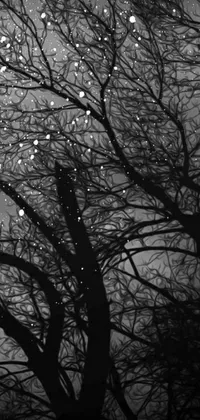 This live wallpaper features a monochrome photograph of a tree with raindrops, set against a blurred background that resembles glass reflecting stars