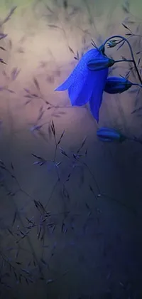 This breathtaking live phone wallpaper showcases a serene blue flower atop a verdant green field