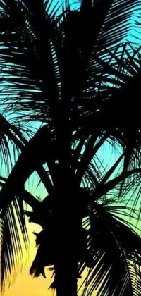 This beautiful phone live wallpaper features a silhouette of a palm tree set against a colorful sunset