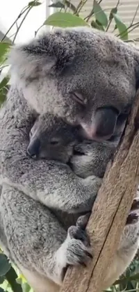 This koala-themed live phone wallpaper features an endearing image of a sleeping koala embraced on top of a tree branch