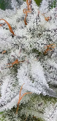Enjoy a stunning phone live wallpaper featuring a frosty plant with vibrant Californian marijuana buds
